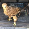 Экологи в Судаке изъяли у фотографов двух краснокнижных птиц