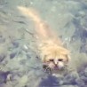 В Веселом обнаружили водоплавающего кота