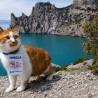 Самый известный кот Крыма побывал в Новом Свете