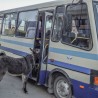 В Судаке ослик решил покататься на автобусе