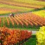 «Новый Свет» планирует высадить 900 га виноградников в Крыму